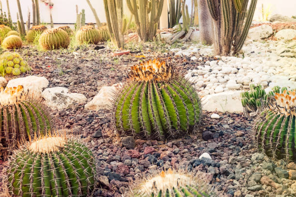 istock Focused big round cactuses on the garden background. Exotic plants, different kinds showing the huge cactus diversity in different forms, sizes and lengths. Copy space. 1001145986