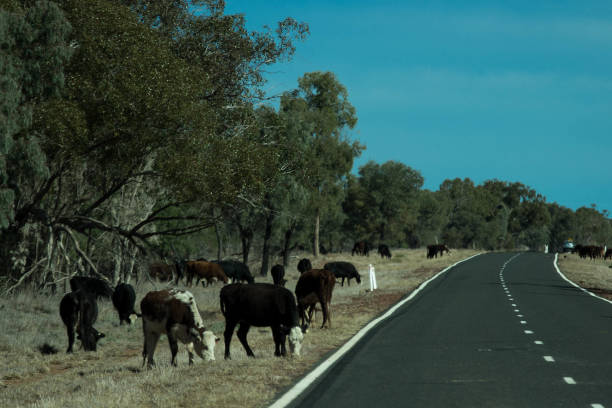 istock australain cattle grazing on the highway during a drought 1001151274