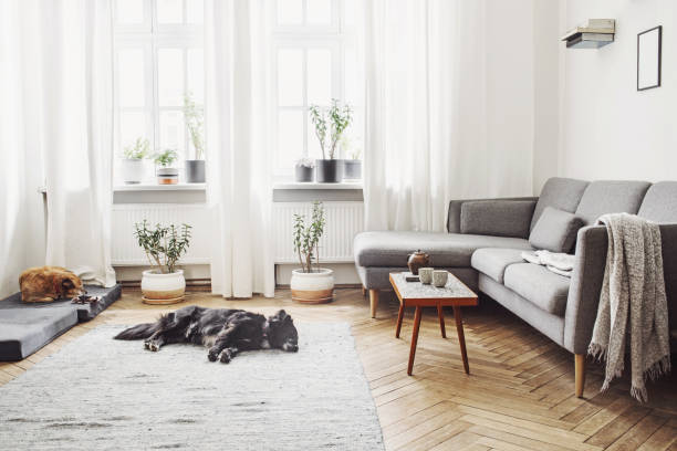 interior elegante da sala de estar com sofá e mesa de design pequeno. paredes brancas, plantas no parapeito da janela. parquet de madeira marrom. o cão dormir no tapete. - window light window sill home interior - fotografias e filmes do acervo