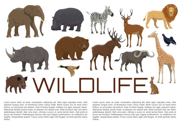 Vector wildlife poster of wild animals Wild animals and birds poster for wildlife zoo or hunt. Vector African giraffe, hippopotamus or rhinoceros and lion, elk or deer and buffalo, bear with duck and blackcock or rabbit and hog elephant vector illustration stock illustrations