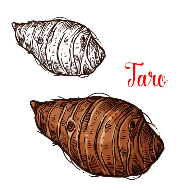 Vector illustration of Taro vector sketch of tropical plant tuber