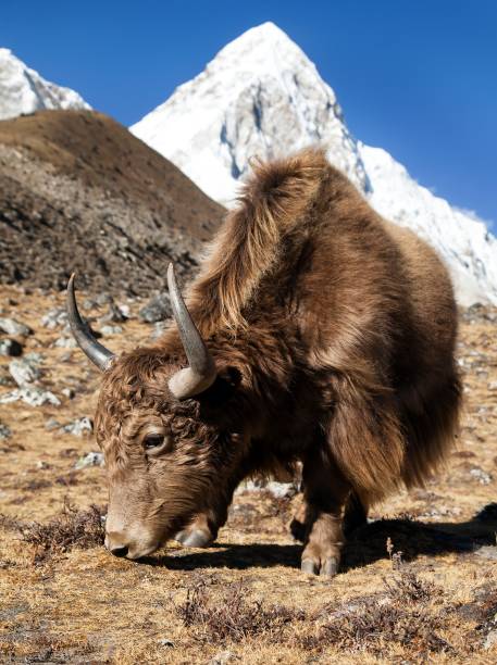 istock Yak and mount Pumo ri, Nepal Himalayas 1001168068