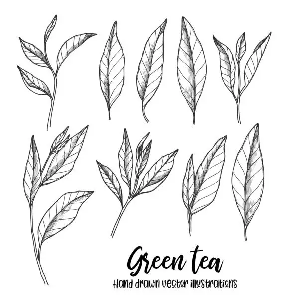 Vector illustration of Hand drawn vector illustrations. Set of green tea leaves. Herbal tea. Illustration in sketch style. Perfect for menu, leaflets, prints etc