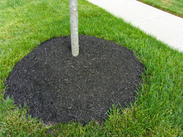 High heap of mulch around a young sapling stock photo