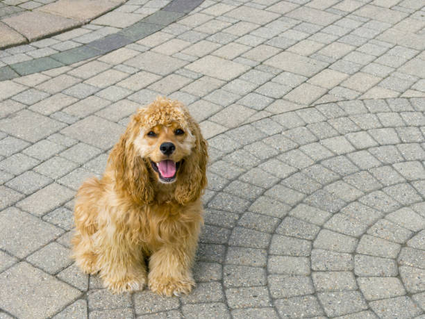 istock Adorable golden cocker spaniel puppy on paving 1001171020
