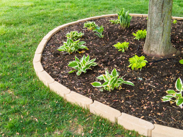 Freshly planted hostas seedlings around a tree Freshly planted hostas seedlings around a tree trunk in a neat circular flowerbed in a manicured lawn in spring hosta photos stock pictures, royalty-free photos & images