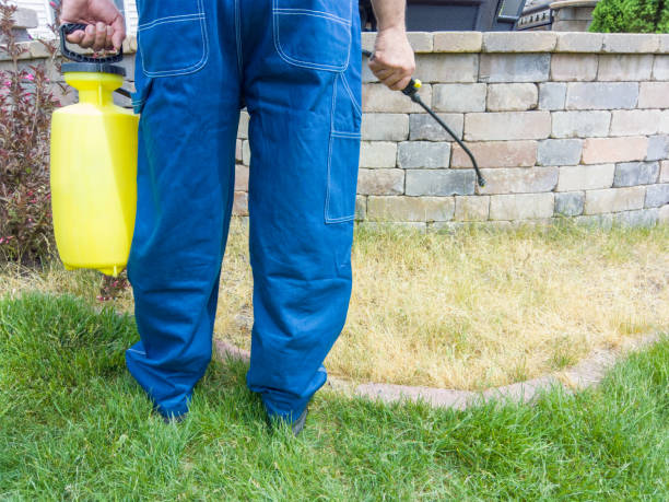 istock Gardener spraying grass with weed killer 1001171062