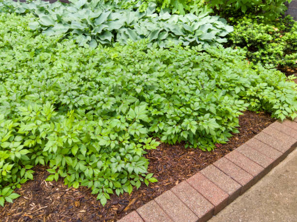 Green leafy garden plants with brick border stock photo