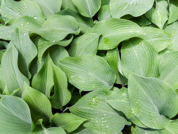 istock Background texture of broad-leaf green foliage 1001171072