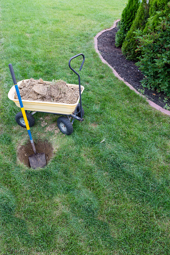 Gardening concept digging a hole for a new tree in the centre of a neatly mowed lawn with a spade or shovel leaning on a wheelbarrow full of earth sods