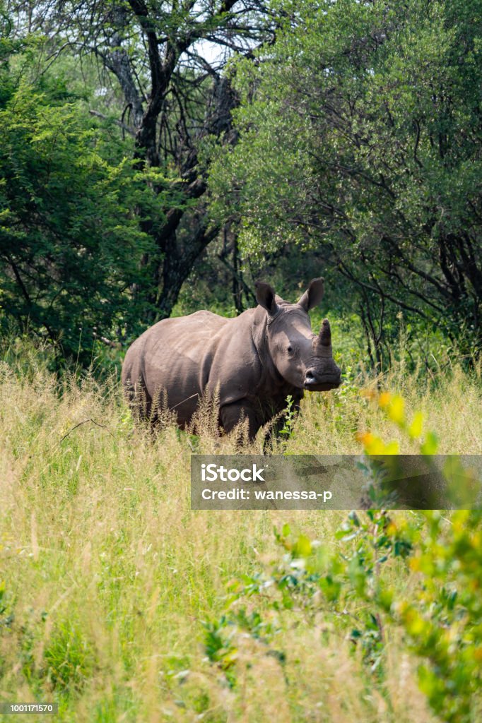 White Rhinoceros One Of African Big Five Game Or The Five Most Dangerous  Animals To Hunt Stock Photo - Download Image Now - iStock