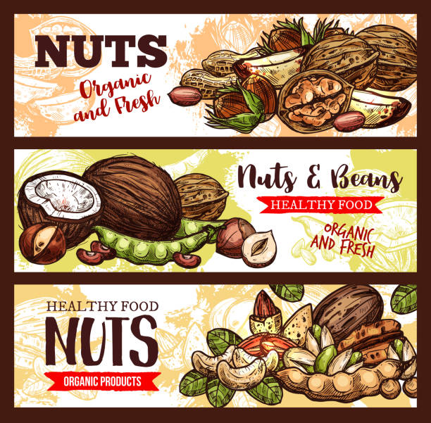 wektorowe sztandary orzechów i fasoli - nut walnut almond brazil nut stock illustrations