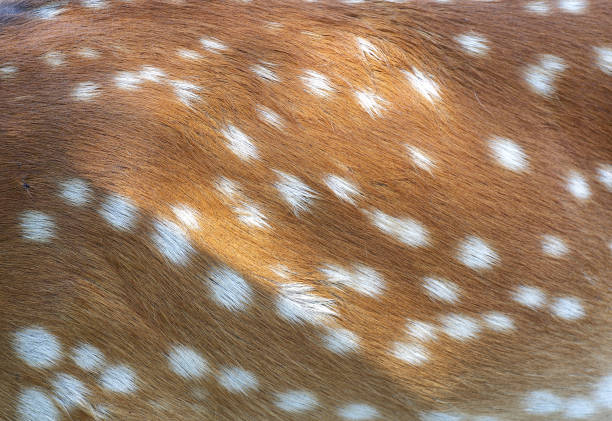 istock Animals - skin sika deer cervus abstract background 1001179200