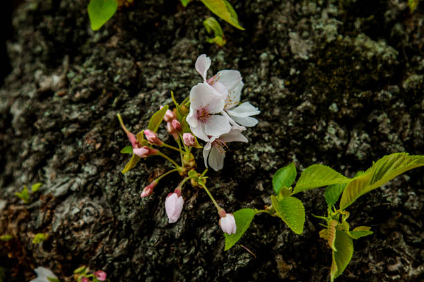 istock Flower Photography 1001179286