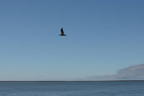 istock Seagull flying over the sea 1001185204
