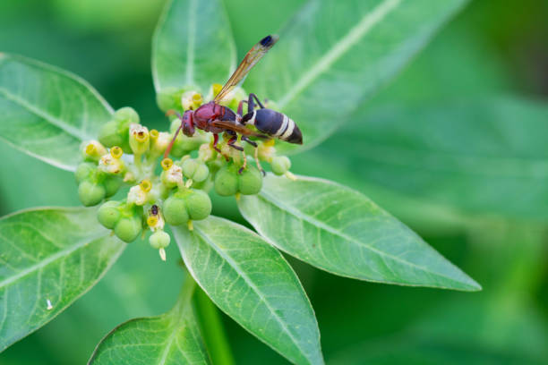 Yellow wasp on frangipane  flower leaf, Mahe Seychelles
