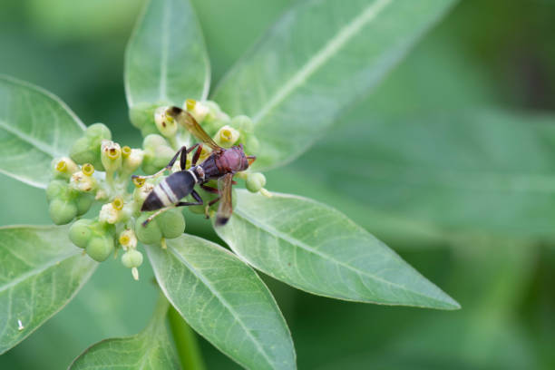 istock Ceriana wasp or Wasp-mimic 1001187466
