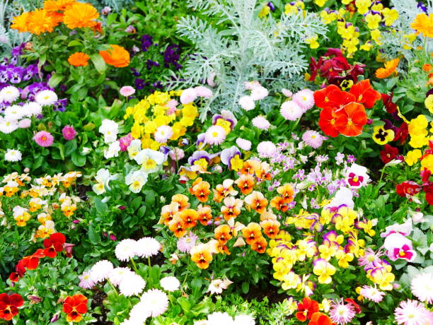 istock Colorful pansy flowers 1001187992