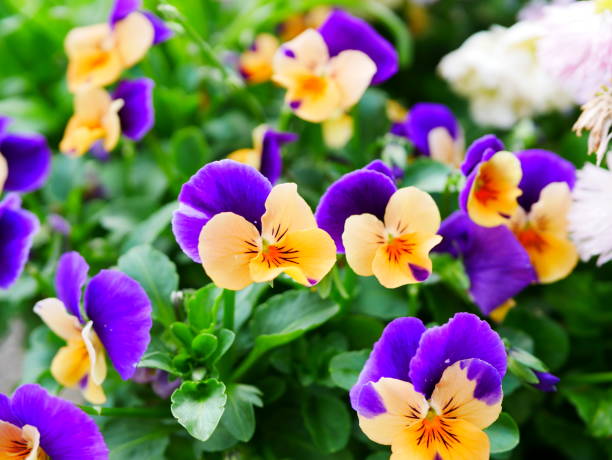 istock Colorful pansy flowers 1001188006