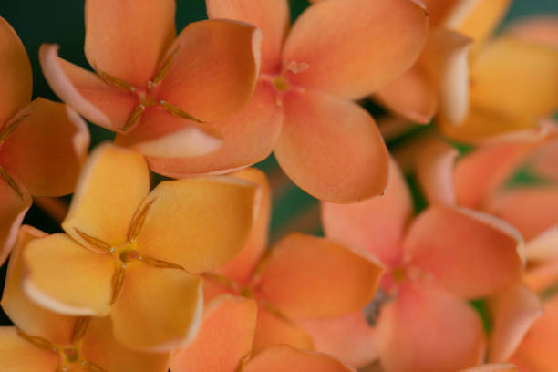 Orange flowers in the garden. Tropical flower Ixora in jungle. Closeup photo of blooming orange Ixora. Exotic botanical garden. Romantic floral decor or summer background. Beautiful blossom of tropics