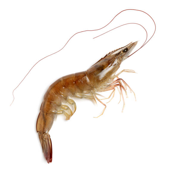 istock Fresh raw seafood shrimp isolated on white background 1001190452