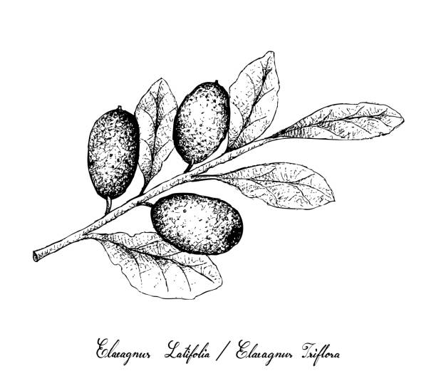 istock Hand Drawn of Elaeagnus Ebbingei Fruits on White Background 1001199310