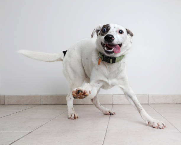 enérgico perro de raza mixta de pastor ganadero australiano con la esperanza de ser adoptados - animal tongue fotografías e imágenes de stock