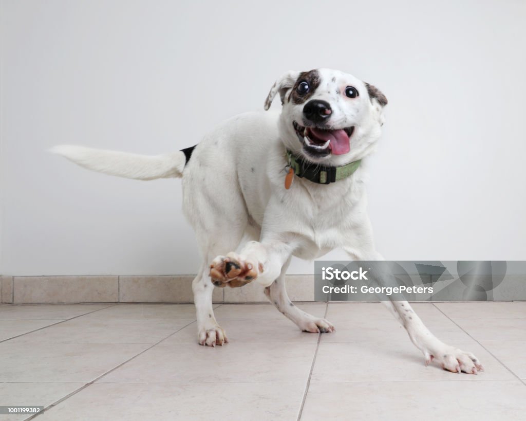 Energetic Australian Cattle Dog mixed breed dog hoping to be adopted Energetic Hound, Australian Cattle Dog mixed breed dog hoping to be adopted Dog Stock Photo