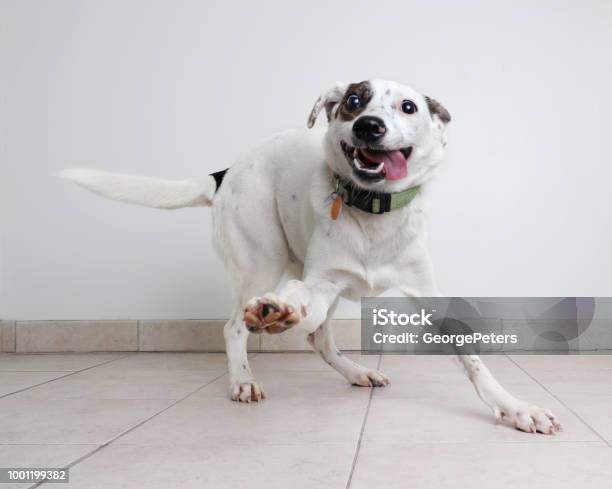 Energetic Australian Cattle Dog Mixed Breed Dog Hoping To Be Adopted Stock Photo - Download Image Now
