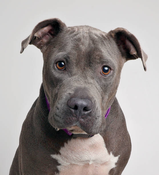 Pit Bull Terrier dog waiting to be adopted Pit Bull Terrier dog waiting to be adopted pit bull power stock pictures, royalty-free photos & images