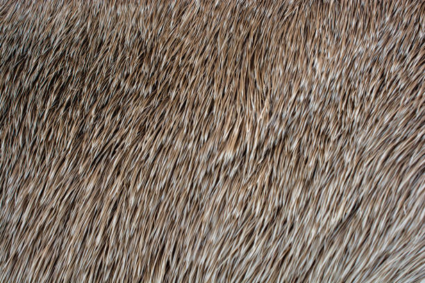 istock Decorative animal  fur as a background 1001210058