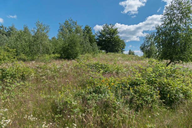 istock The meadow is overgrown with grass and shrubs under the blue sky 1001271112