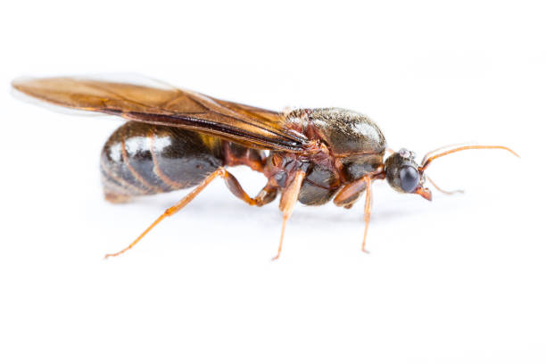 istock Isolated of Black Queen Ant on White Background 1001273364