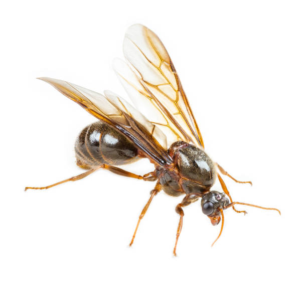 istock Isolated of Black Queen Ant on White Background 1001273374
