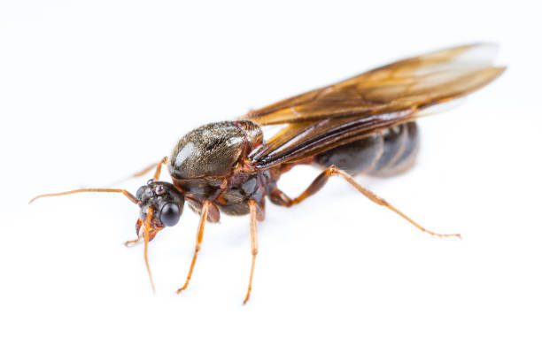istock Isolated of Black Queen Ant on White Background 1001273388