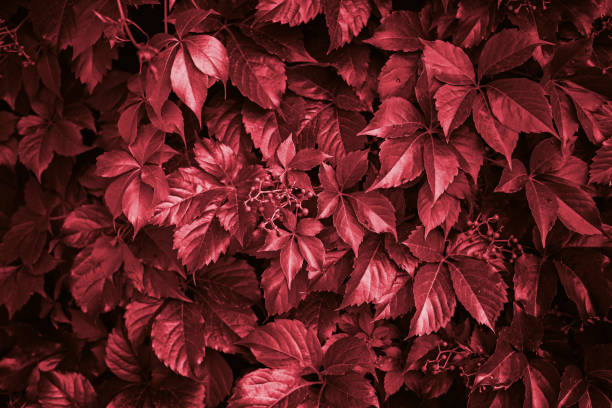 istock Background made of fresh leaves, toned red pear color 1001279452