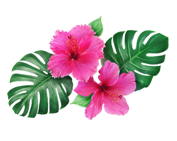 monstera 잎 흰색 배경에 고립 된 밝은 핑크 히 비 스커 스 꽃 - season spring rose branch 뉴스 사진 이미지