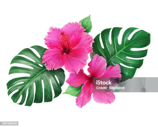 Bright Pink Hibiscus Flowers With Monstera Leaves Isolated On White Background Stock Photo - Download Image Now