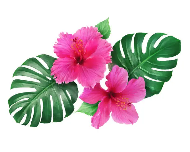 Hibiscus flowers with monstera leaves isolated on white background for graphic use