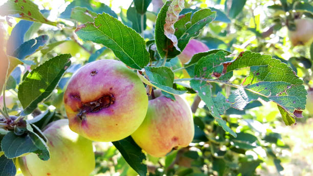 istock ripening apples damaged by hail stones 1001289194