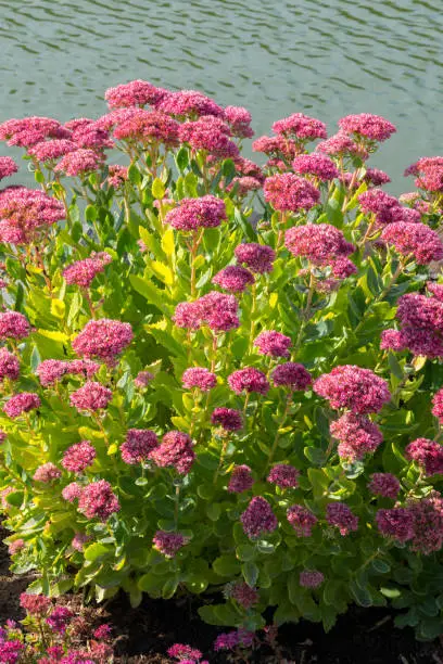 pink high flowers on the banks of a calm river or lake in sunny weather. resting-place
