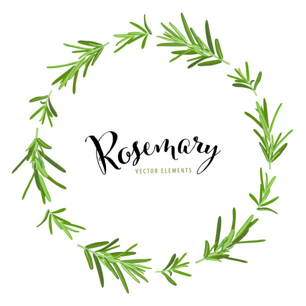 illustrazioni stock, clip art, cartoni animati e icone di tendenza di cornice di erbe e spezie con ramo di foglie di rosmarino verde su modello di sfondo bianco. - rosemary spice ingredient plant