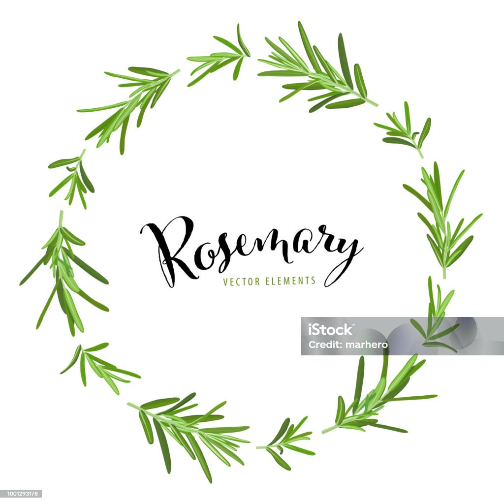 Herb and spice frame with branch of green rosemary leaves on white background template. Herb and spice frame with branch of green rosemary leaves on white background template. Vector set of element for advertising, packaging design of condiment products. Rosemary stock vector