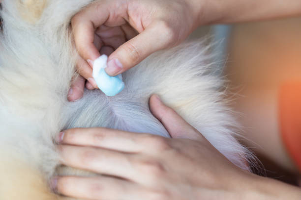 istock Close up hand doctor is help dog sick. 1001294886