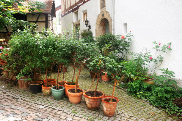 Many clay pots with growing trees in an old street.