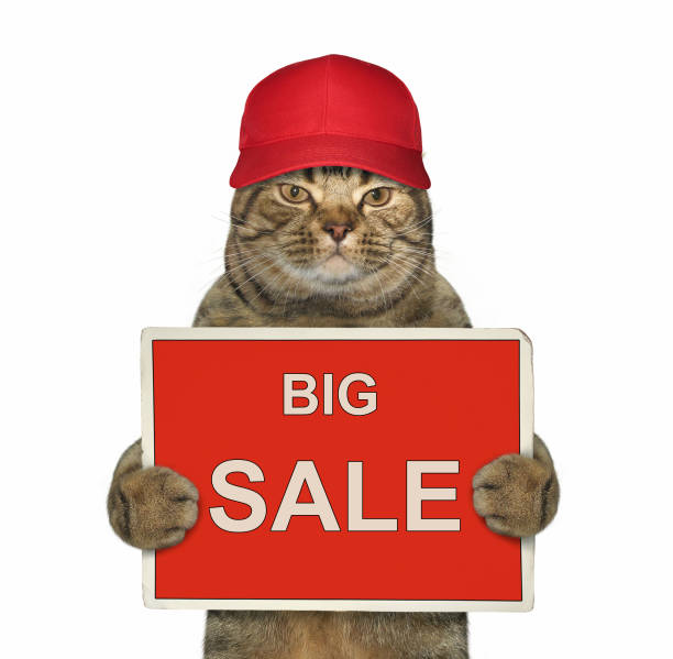 istock Cat in a red cap holds a sign 1001299184
