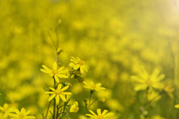 View of Sicilian field covered by yellow flowers