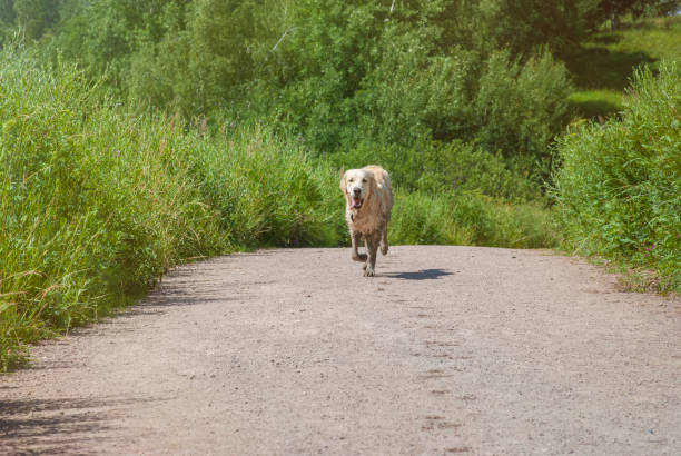istock Labrador runs along in the park 1001305258