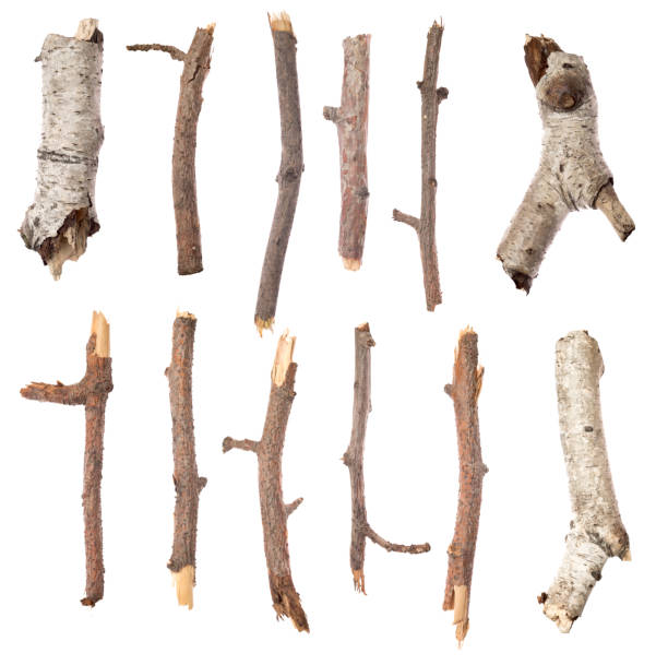 palos en blanco - stick wood isolated tree fotografías e imágenes de stock