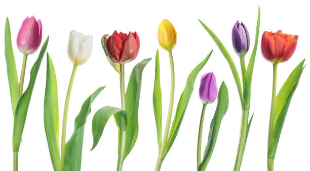 istock Row of colorful tender tulips. 1001326862